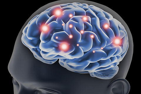 An illustration of the human brain.