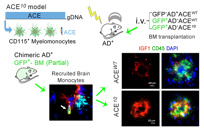 Figure 7. BM transplantation or Blood Infusion with ACE-overexpressing (ACE10) monocytes were found to be highly neuroprotective and prevent cognitive loss in Alzheimer's-model mice. From: Koronyo-Hamaoui,et al.,Brain. 2020.