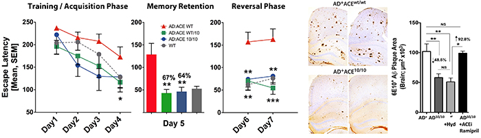 Figure 6. Enhanced capabilities of ACE-overexpressing monocytes and macrophages to curb Alzheimer's pathology and restore cognitive function. From Koronyo-Hamaoui Lab: Bernstein, et al., JCI.2014.