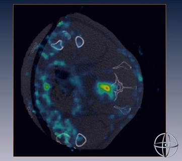 Skeletal Regeneration and Stem Cell Therapy Imaging Research