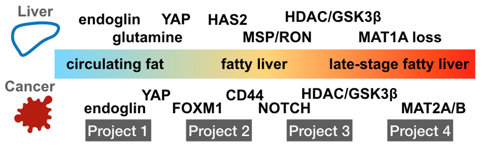 Illustration shows the four projects that examines different aspects of liver disease, but study overlapping signaling pathways common to the support or metastatic