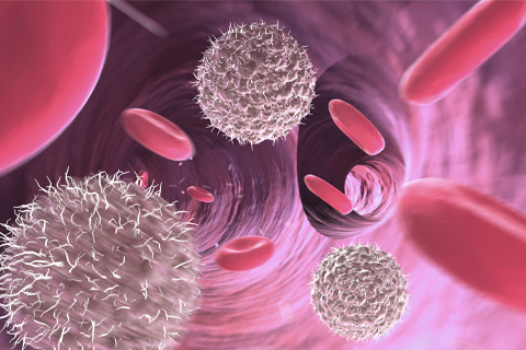 Red blood cells and lymphocytes