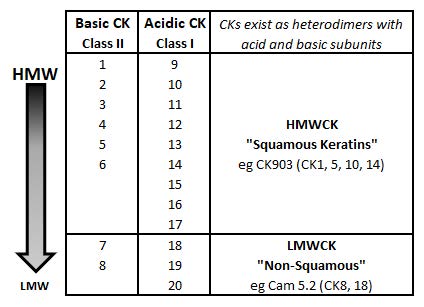 Table 1: Cytokeratin (CK) Organization Chart