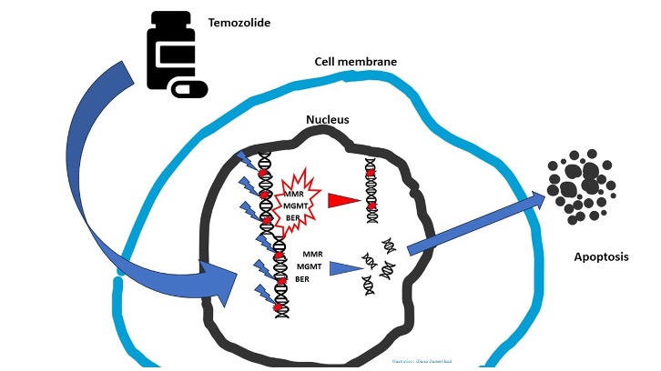 Fig 2: Temozolomide's Mechanism of Action