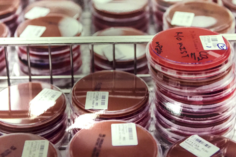 Cedars-Sinai Microbiology samples