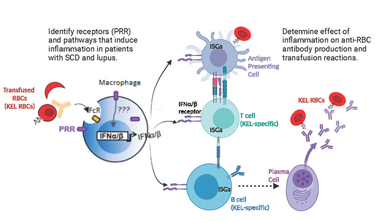 A sickle cell disease study model