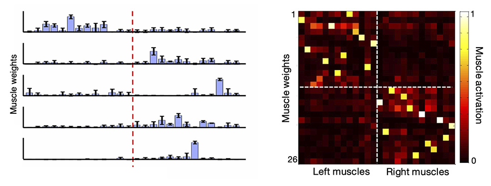 The Gulati Laboratory is also interested in understanding how these supraspinal circuits relay information to spinal outputs that instantiate specific muscle patterns during execution of motor tasks.