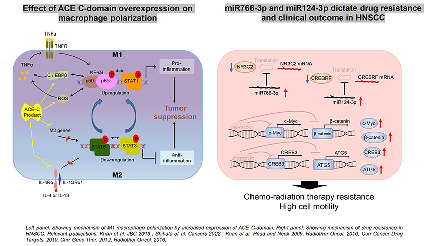 Effect of ACE C-domain over expression on macrophage polarization and miR766-3p and miR124-3p dictate druge resistance and clinical outcome in HNSCC