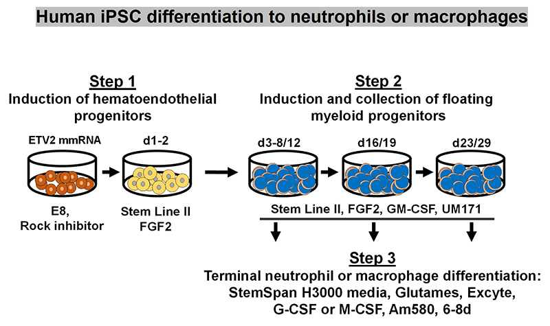Human iPSC differentiation to neutrophils or macrophages