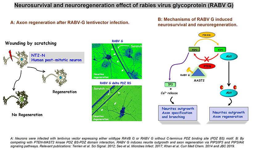 Neurosurvival and neuroregeneration effect of rabies virus glycoprotein (RABV G)