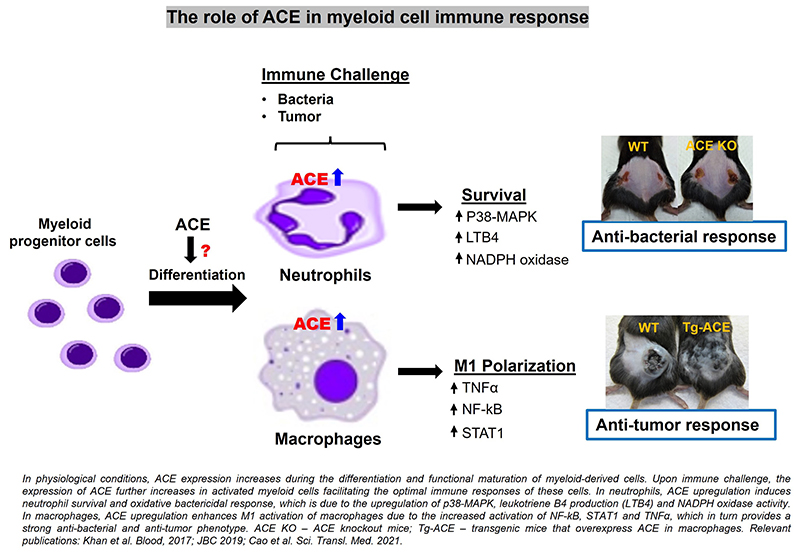 The role of ACE in myeloid cell immune response