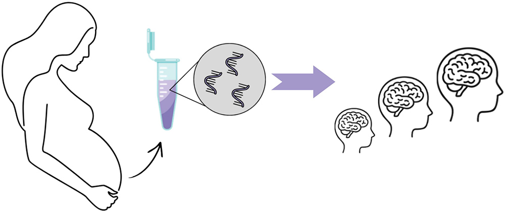 Placental and immune mechanisms of prenatal SSRI exposure
