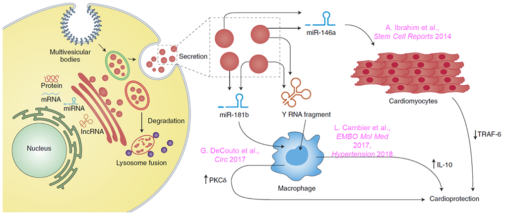 Illustration of Cardiosphere-Derived Stem Cells