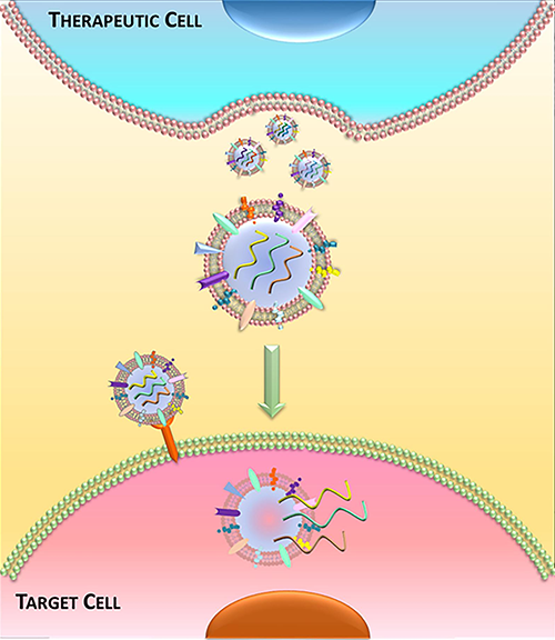 Illustration of Exosomes Mediate the Benefits of CDC Therapy