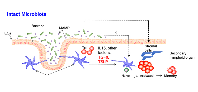 Intact Microbiota mechanism