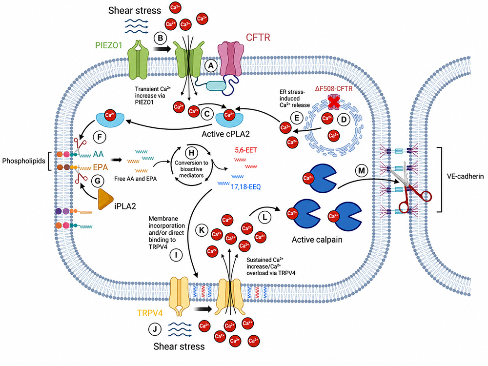 Graphical abstract.