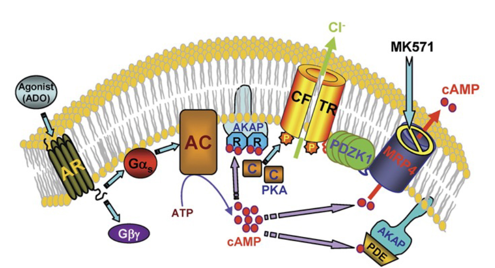 Schematic representation of the compartmentalized signaling involved in the spatiotemporal coupling of cAMP transporter (MRP4) to the CFTR Cl− channel in the gut epithelia.