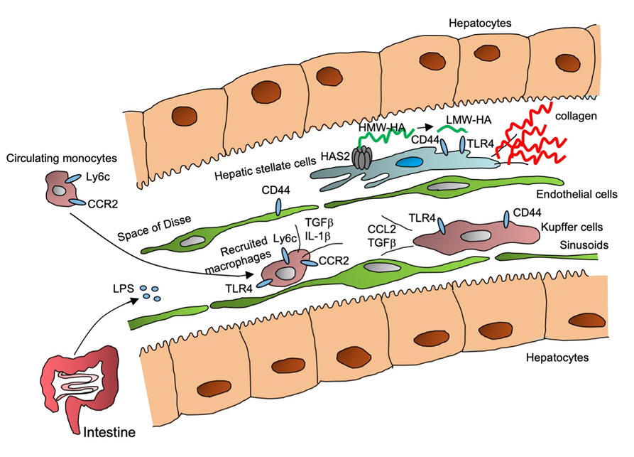 Liver Macrophages, Hepatic Stellate Cells, Liver Fibrosis, research