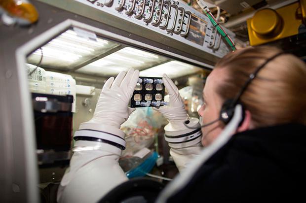 Astronaut Dr. Kate Rubins examines a sample of stem cell-derived cardiomyocytes grown aboard the International Space Station. Source: NASA. Wnorowski and Sharma et al 2019, Stem Cell Reports.