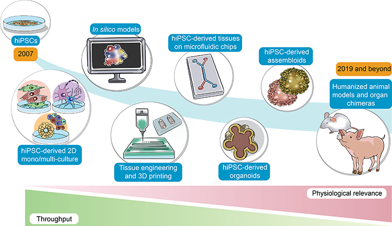 Evolution of multi-lineage hiPSC-derived platforms and comparison of model throughput versus physiological relevance. From Sharma et al 2020, Cell Stem Cell. Illustrated by Ryoko Hamaguchi.