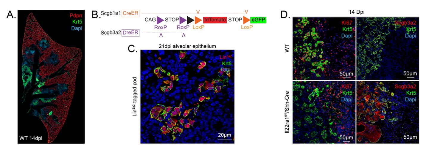 Serous-basal-serous transition and immunomodulation of progenitor cell function by innate immunity following infection of mice with H1N1 influenza virus. 