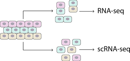 RNA-seq and scRNAseq