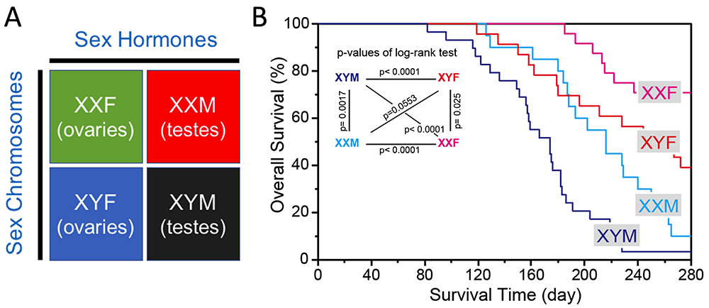 Both sex chromosomes (XX and XY) and gonads (ovaries and testes) exhibited independent and dependent sex-biasing effects. XX gonadal females (XXF) and XY gonadal males (XYM) showed the largest survival difference.
