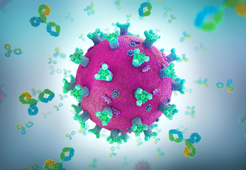 Antibody proteins attacking a coronavirus.